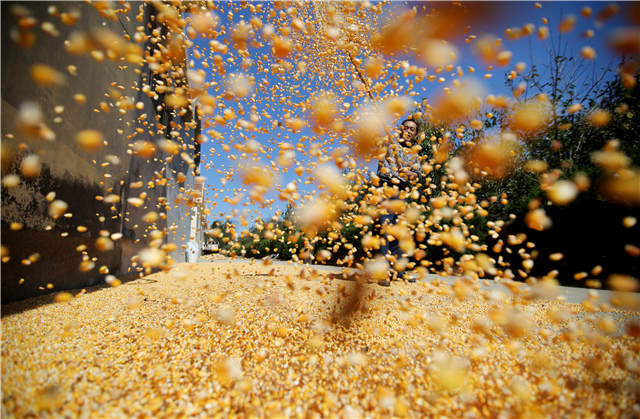 金色的十月，丰收的喜悦