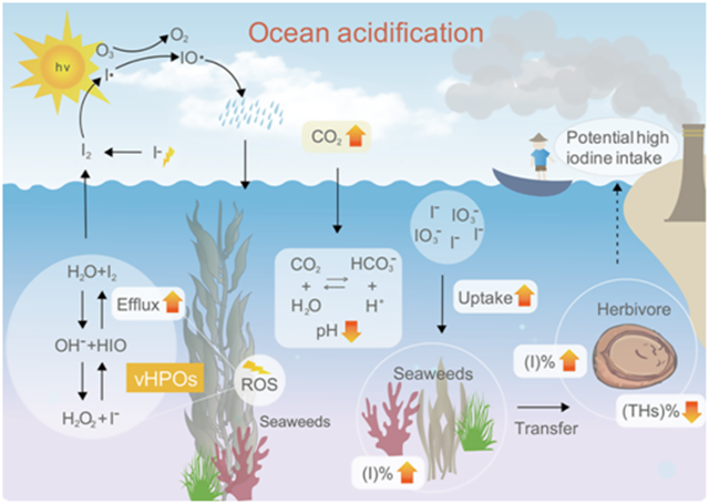 海带碘代谢应对海洋酸化研究取得新突破