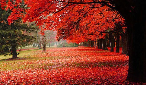 秋天八大关的枫叶为什么那么红？气象学家为您解析