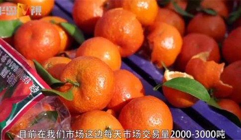 半岛V视|探访年前水果市场：砂糖橘日交易3000吨，市民过年最爱