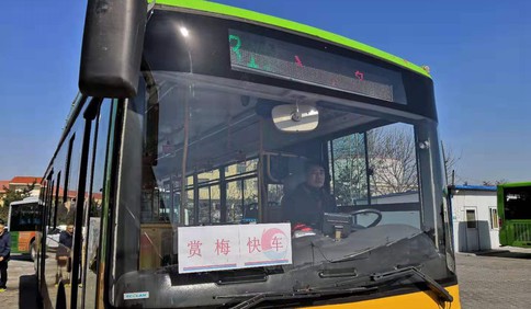 中山公园将迎梅花季  青岛四条公交线路开通赏梅快车