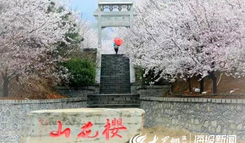 第六届樱花节开幕 3月来滨州邹平赏十里樱花
