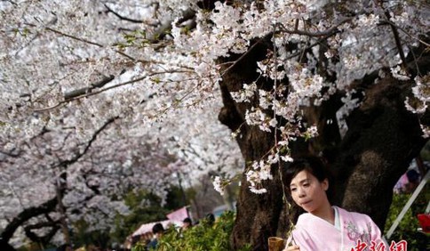 日本赏樱胜地外国游客增多 25年来门票首涨价
