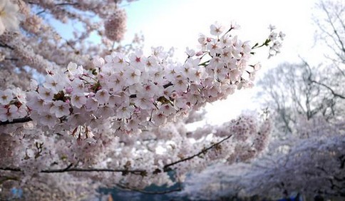 比往年提前5天 青岛中山公园樱花即将开放