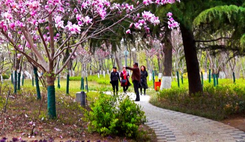 濰坊人民公園迎來改造提升后首個“賞花季”