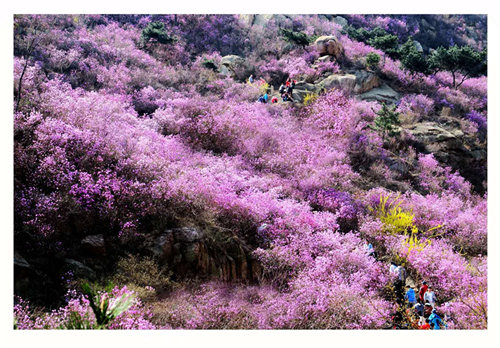 青岛珠山景区迎来杜鹃花最美时刻 清明小长假