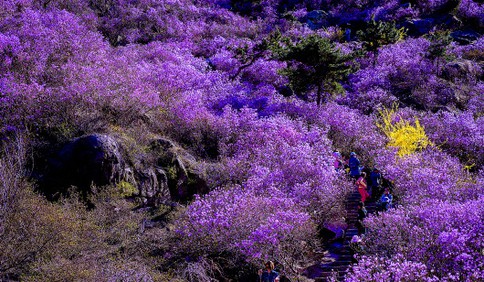 青岛大珠山杜鹃花已进入盛花期 花期持续到5月底