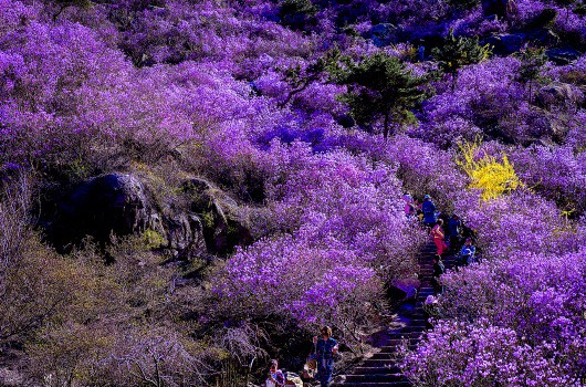 青岛大珠山杜鹃花已进入盛花期 花期持续到5月底