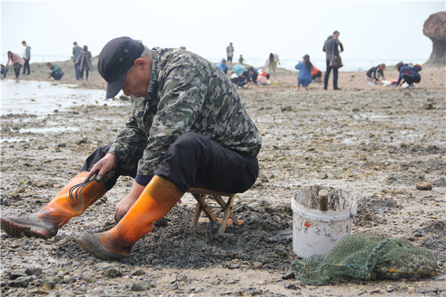 第十六届红岛蛤蜊节开幕赶海挖蛤蜊欢乐多