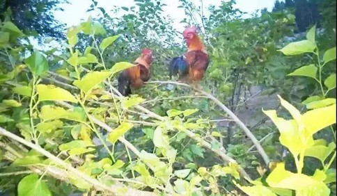 青岛森珍生态园：原生态散养鸡、红头鸭、鹅
