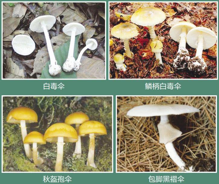 健康 近日,山东淄博的一家三口,由于误食有毒蘑菇导致中毒,12岁男童
