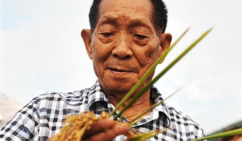 袁隆平：把对祖国的热忱结成饱满的稻穗