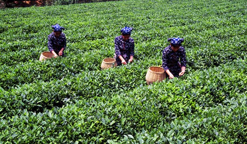 特產美食 | 莒南綠茶