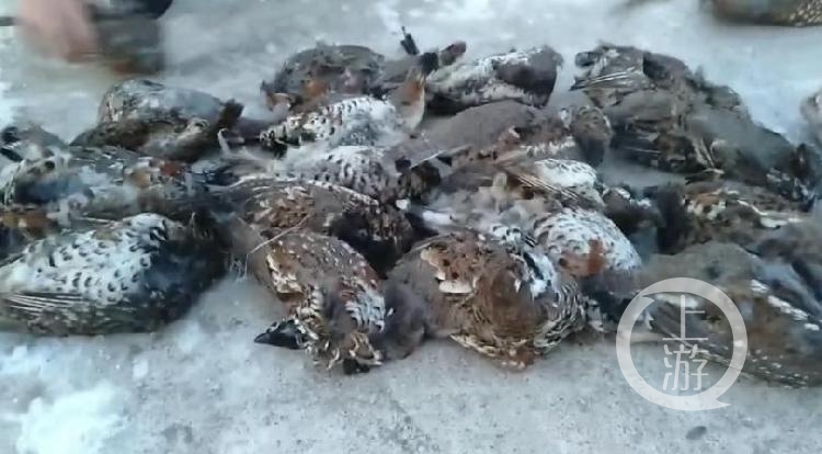 哈尔滨凤山镇政府食堂内藏熊掌，纪委介入并启动问责