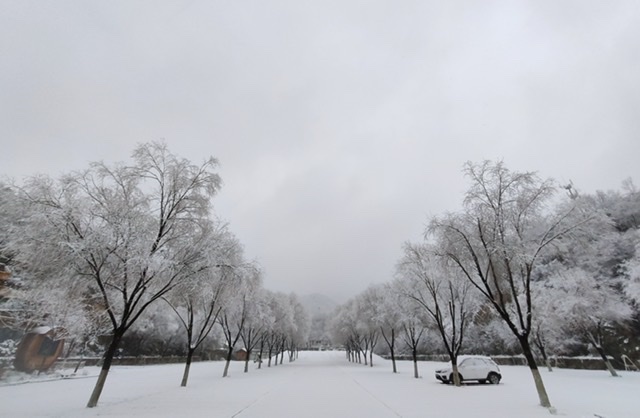 青岛,你要的雪到货了!山东多地喜提2020年第一场雪