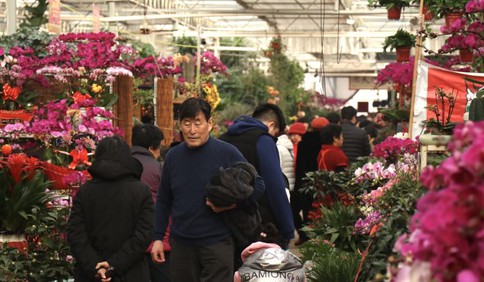 花市火爆！春节临近枯桃花卉销售进入旺季