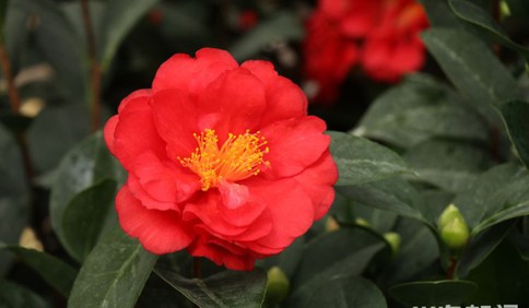 火爆！百年花鄉青島枯桃花卉交易中心進入“春節模式”