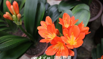 新春走基层：日照花卉市场红火一片 姹紫嫣红迎新春