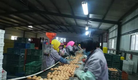 胶州九龙街道：为企业开辟“绿色通道”，确保农产品运输畅通