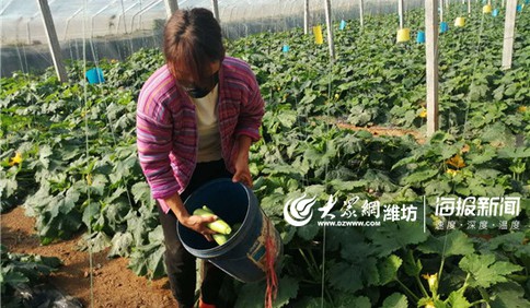 昌樂營丘：扶貧大棚訂單忙 疫情期無接觸買菜成亮點