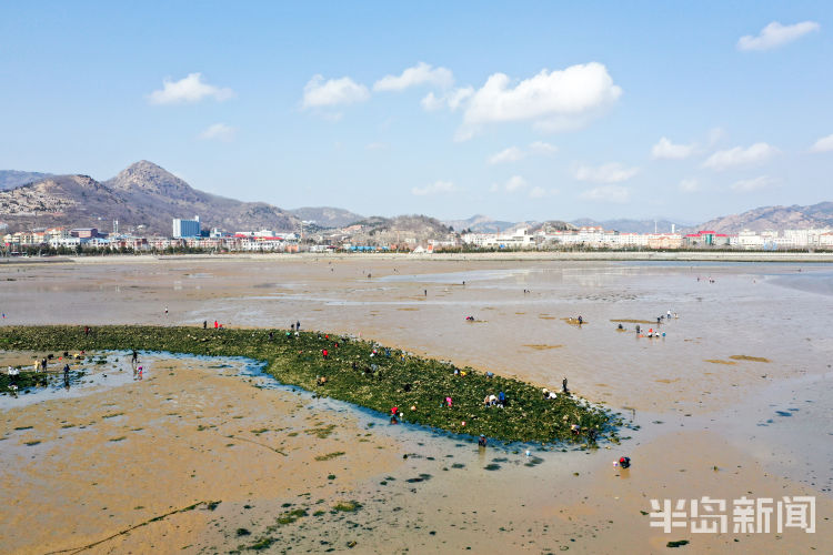 沙子口湾 山海风光-半岛网