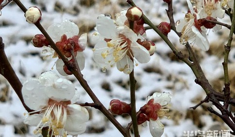 梅花綻放春雪中