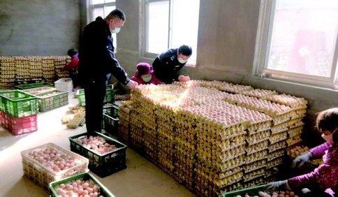 疫情阻路500吨鸡蛋卖不出 青岛市农业农村局牵线搭桥促内销