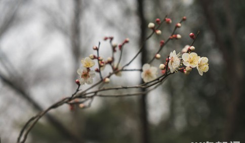 中山公園內(nèi)梅花綻放 吸引市民觀賞拍照