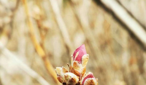 青島大珠山景區(qū)杜鵑花3月中下旬迎花期 較常年提前一周