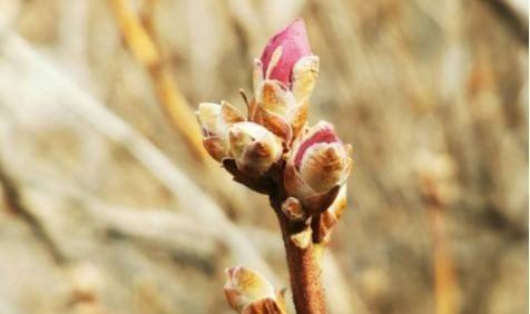 大珠山杜鵑花開早一周 3月中下旬進入可觀賞期