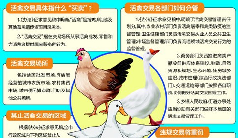 活禽交易青岛拟设禁区 鼓励实施活禽集中宰杀