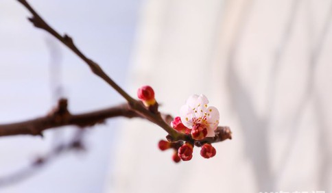 青島城陽區(qū)華樓山杏花預(yù)計將在10天左右開始開放