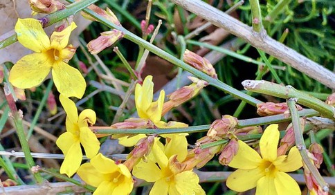 春來到 青島黑龍江北路兩側(cè)的“報春花”開得鮮艷燦爛