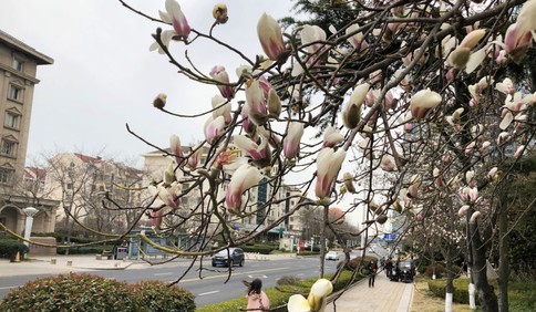 青島街頭玉蘭花已陸續(xù)綻放 吸引路人紛紛駐足拍照