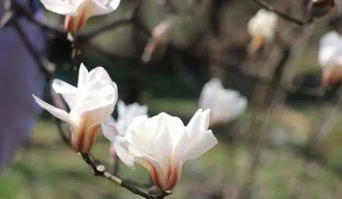 青岛玉兰花开“赏花地图”来了 3月下旬到4月上旬是观赏绝佳时期