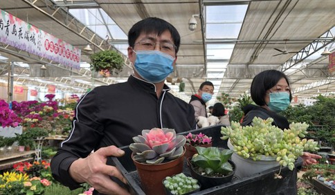 青島枯桃花卉市場做好防護開門納客 鮮花銷量逐步回升