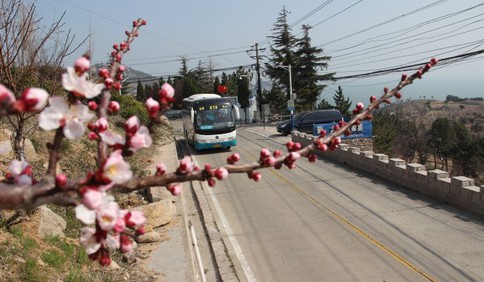 樱桃花开了 青岛最美最险公交线618路带你看遍山海美景