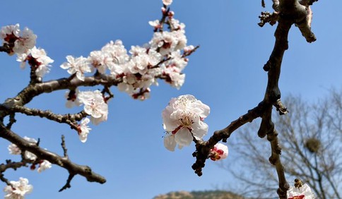 崂山水库北岸樱桃红杏花竞开 一周左右将迎樱桃盛花期