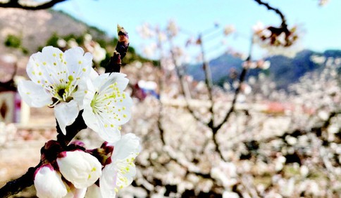 春意盎然 再等一周左右青岛将迎来樱桃盛花期