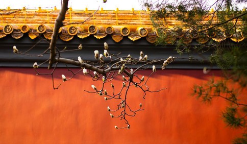春分当日 北京市长安街边玉兰花绽放枝头