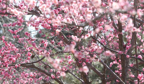 适逢周日 青岛中山公园内市民们踏青赏花享春光