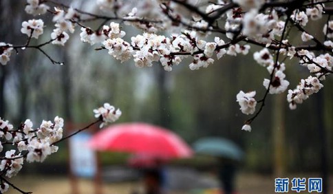 山東各地百花開 春雨后的鮮花更嬌艷