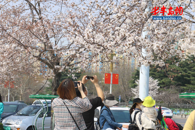 「人民广场」潍坊人民广场樱花盛开，市民戴口罩享春光