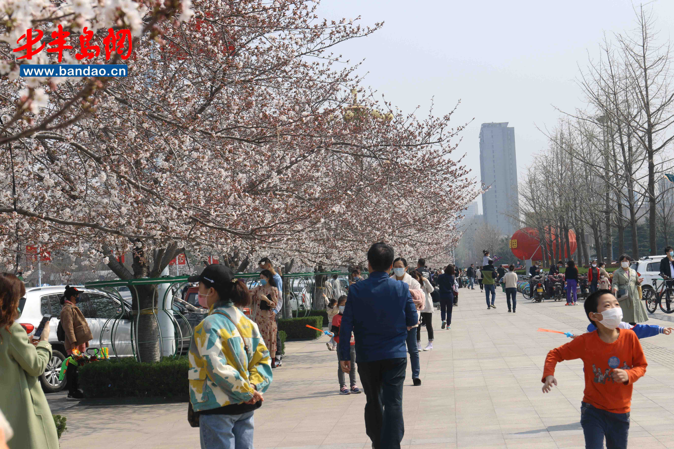 「人民广场」潍坊人民广场樱花盛开，市民戴口罩享春光