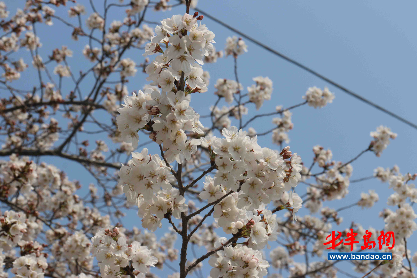 「人民广场」潍坊人民广场樱花盛开，市民戴口罩享春光