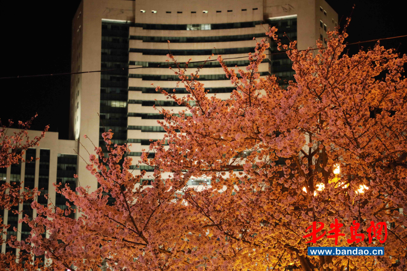 「人民广场」潍坊人民广场樱花盛开，市民戴口罩享春光