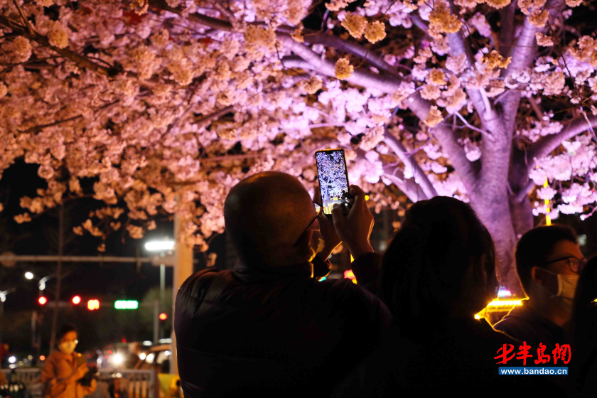 「人民广场」潍坊人民广场樱花盛开，市民戴口罩享春光