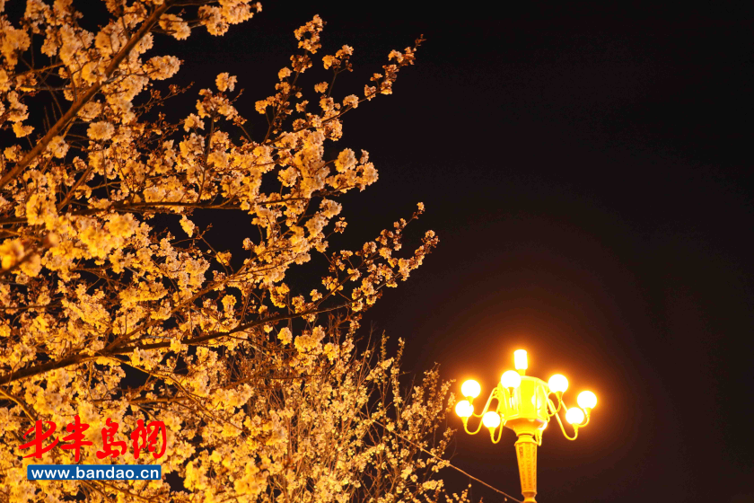 「人民广场」潍坊人民广场樱花盛开，市民戴口罩享春光