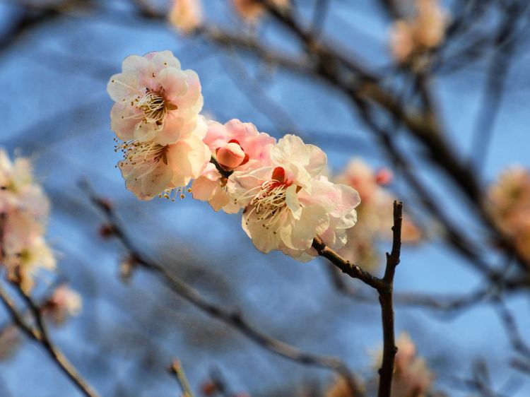 【公交线】青岛26路、228路公交线可“码”上赏花“云”端览春