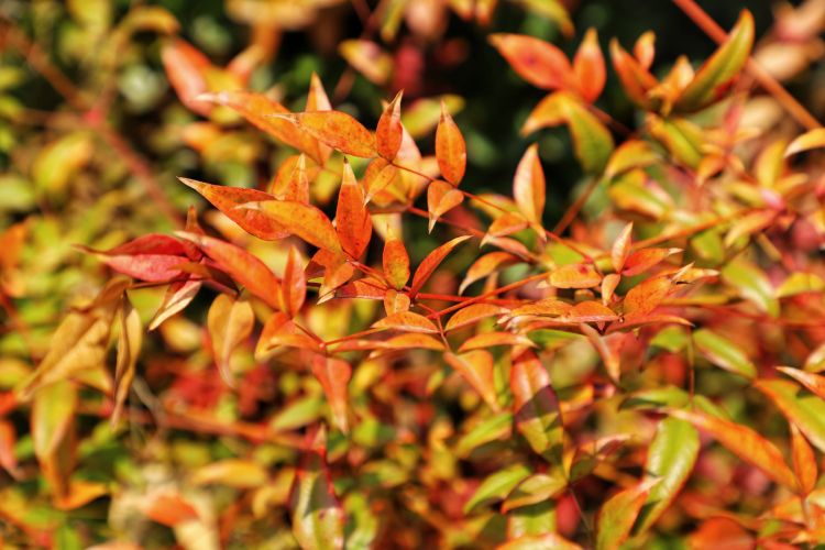 【公交线】青岛26路、228路公交线可“码”上赏花“云”端览春